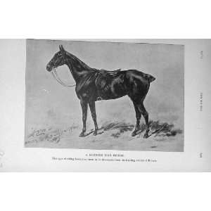   : 1916 Antique Print Modern War Riding Horse BailyS: Home & Kitchen