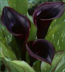 BLACK STAR   Black Calla Lily Bulbs   Great Bulb size  