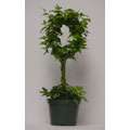 Flowers & Plants  Overstock Buy Plants, Fresh Flowers, & Potted 