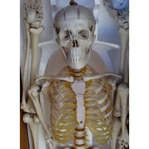  Model Anatomy Professional Medical Skeleton 67 170cm Life 