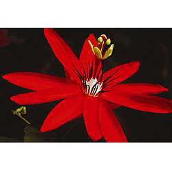 Clay Perry Red Flower Canvas Art  Overstock