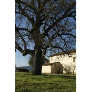  Mission San Antonio Tree Art Photograph California By 