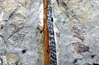poland upper silesia carboniferous westphalian 310 million years ago 