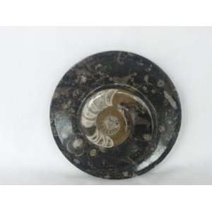    Carved and Polished Ammonite Fossil, 8.42.11 