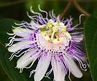   incarnata Hardy Passion Flower Medicinal Edible Hardiest of All