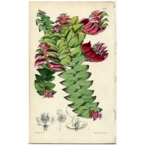  Antique 1875 Curtis Botanical Print   Erythrotis Beddomei 
