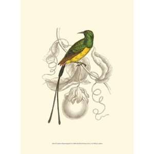  Jardine Hummingbird I by Sir William Jardine 10x13