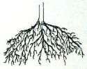 Root & Plant Inoculants Best Mycorrhizal Fungi+Trichoderma+Beneficial 