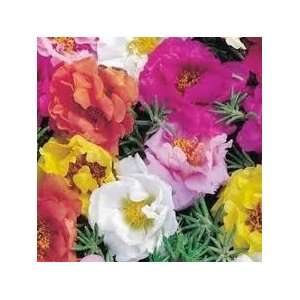  moss rose PORTULACA 20 seeds mix colors!: Patio, Lawn 