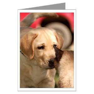   Greeting Cards Blank inside Pets Greeting Cards Pk of 10 by 