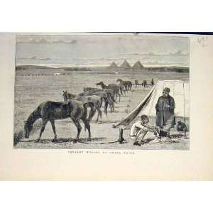   Cavalry Horses Grass Cairo Egypt Africa Old Print 1883: Home & Kitchen