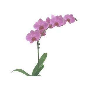 Send Flowers to Albania Purple Orchid Dergo Orkide Lejla  