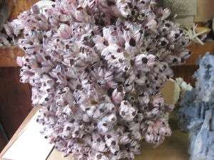 Purple barnacles staghorn coral seashell reef XLG 36  