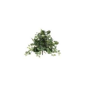  20 Split Philodendron/ Fittonia Mixed Bush (Box of 6 