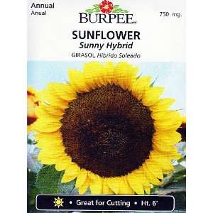  Burpee Sunny Hybrid Sunflower Seeds   750 mg: Patio, Lawn 