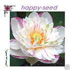 Lotus flower  Nelumbo nucifera 5 seeds *DIY Gardening Hobby