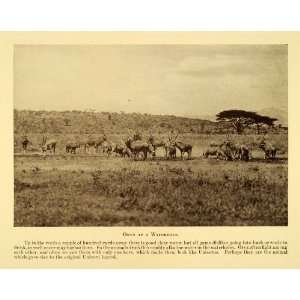 Print Oryx Waterhole Plain Serengeti Kenya Tanzania Africa Herd Animal 