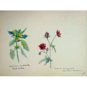   Wild Flowers 1933 Dead Nettle Potentilla Plant