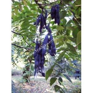 Blauschotenbaum / Blaugurkenbaum / Blue Bean Tree (Saatgut, Samen 