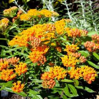 OnlinePlantCenter Butterfly Weed Plant A150CL 