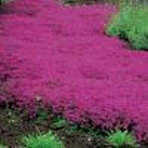   Coccineus Creeping Red Thyme Plant T1321CL 