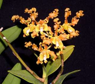 Den. discolor Species Orchid Plant RARE  