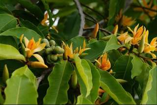 Joy Perfume Tree Seeds Amazing Exotic Super Fragrant (Michelia 