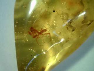 Praying Mantis Mantid Inclusion in Dominican Amber  