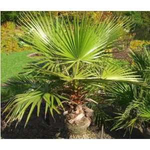 Seedeo Washingtonia   Fächerpalme (Washingtonia robusta) 12 Samen 