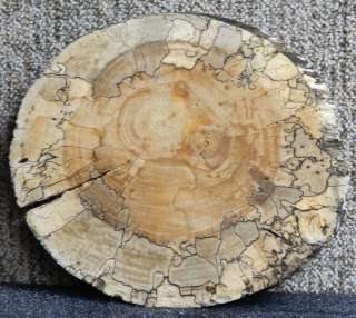 Maple Round Cut Awesome Spalt Clock Slab Log Slice 6542  
