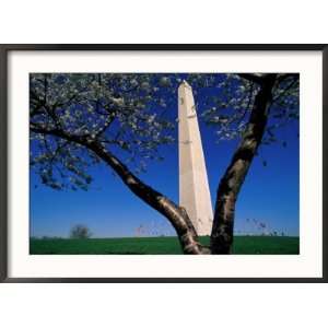  A Japanese Cherry Tree Frames the Washington Monument 