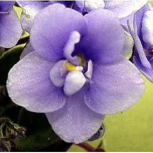   Mickey Mouse Miniature African Violet   2 pot Patio, Lawn & Garden