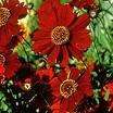   red plains real pretty this coreopsis dwarf red plains is a bright