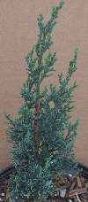 Italian Cypress   Fast Growing Evergreen Tree, about 6 in. Plant for 