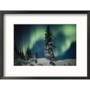 Snow Blanketed Evergreen Trees and the Aurora Borealis at Night Framed 