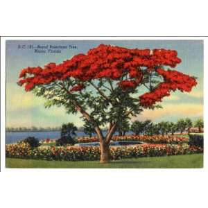  Reprint Royal Poinciana tree, Miami, Florida