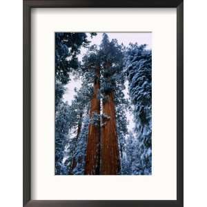  Giant Sequoia Tree Sequoia National Park, California, USA 