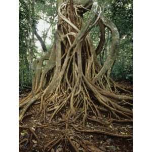  Strangler Fig (Ficus) Growing on its Host Tree in a 