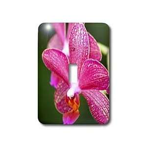 SmudgeArt Orchid Flower Designs   ORCHID   S   Light Switch Covers 