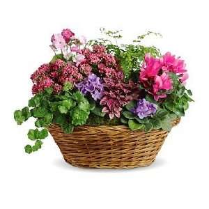  Simple Chic Plant Basket Patio, Lawn & Garden