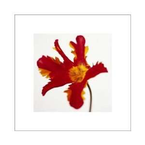  Parrot Tulip, Bright Red On Wh Poster Print