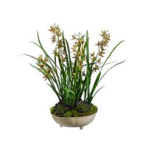  26 Mini Cymbidium Orchid Plant W/Moss/Succulent in 