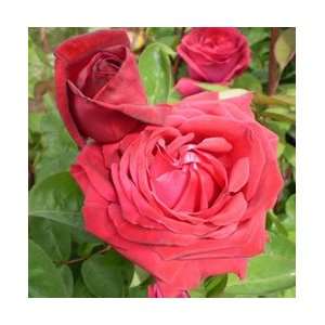  Kashmir Rose Seeds Packet: Patio, Lawn & Garden