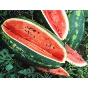  Watermelon Seeds   Congo HEIRLOOM (25 Seeds) Patio 